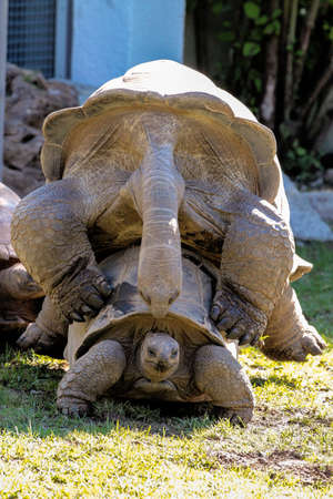 Aldabra giant tortoise, Curieuse Marine National Park, Curieuse Island, Seychelles