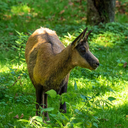 Apennine chamois, Rupicapra pyrenaica ornata, is living in the Abruzzo-Lazio-Molise National Park in Italy and the Pyrenees in Spainの写真素材