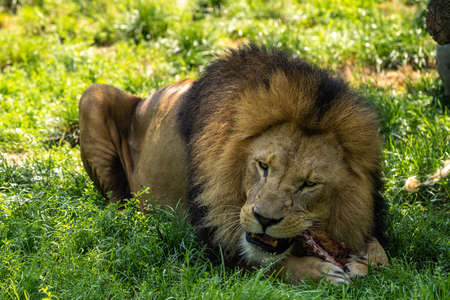 The lion, Panthera leo is one of the four big cats in the genus Panthera and a member of the family Felidae.の写真素材