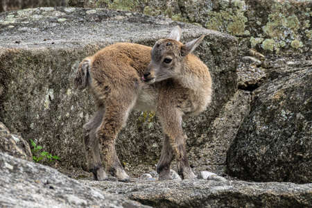 Young baby mountain ibex - capra ibex in the zooの写真素材