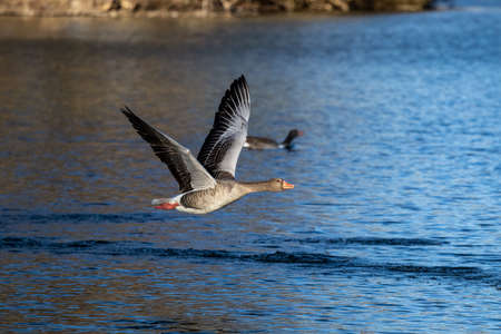 The greylag goose, Anser anser is a species of large goose in the waterfowl family Anatidae and the type species of the genus Anser. Here flying in the air.の写真素材