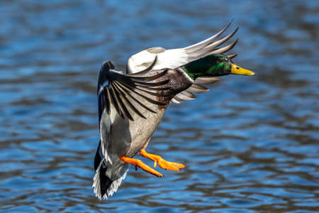 The mallard, Anas platyrhynchos is a dabbling duck. Here flying in the air over a lake in Munich, Germany.の写真素材