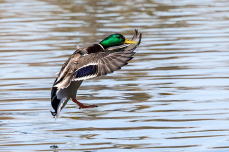 The mallard, Anas platyrhynchos is a dabbling duck. Here flying in the air over a lake in Munich, Germany.の写真素材