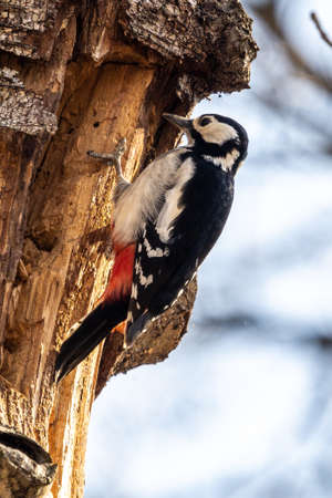 The Great Spotted Woodpecker, Dendrocopos major is sitting on the branch of tree, somewhere in the forest, colorful background and nice soft lightの写真素材