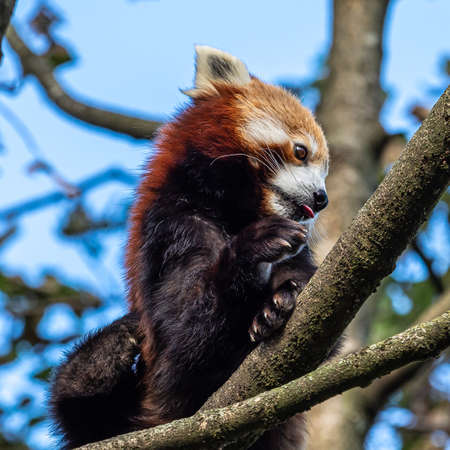 The red panda, Ailurus fulgens, also called the lesser panda and the red cat-bear.