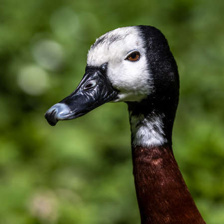 White-faced whistling duck, Dendrocygna viduata, noisy bird with a clear three-note whistling call at the lake. Close up. Side view. Nature landscape. Birds watchingの写真素材