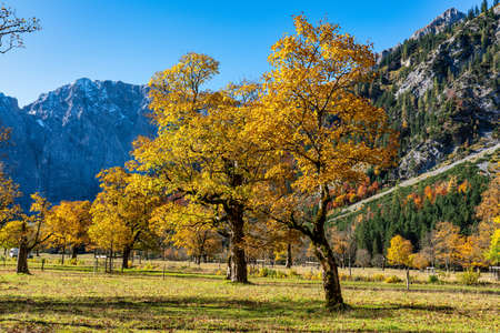 Autumn view of the maple trees at Ahornboden, Karwendel mountains, Tyrol, Austriaの写真素材