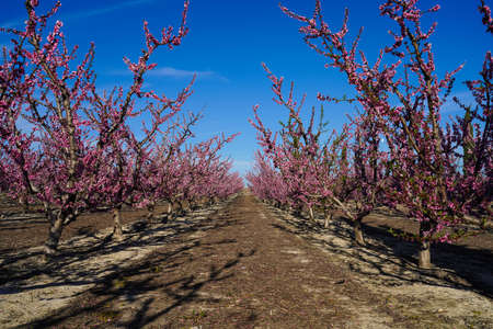 Peach blossom in Cieza, Orchards between Mirador El Horno and La Macetua. Photography of a...