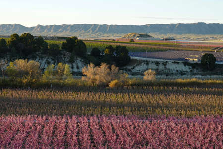 Peach blossom in Cieza La Torre. Photography of a blossoming of peach trees in Cieza in the Murcia region. Peach, plum and nectarine trees. Spainの写真素材