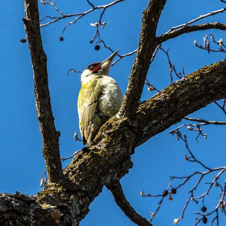 Grey-headed woodpecker, Picus canus, also known as the grey-faced woodpecker. On a sunny morning, a bird sits on a tree trunk and looks for food.の写真素材