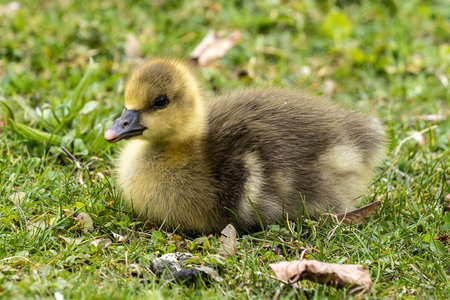 Close up of a beautiful yellow fluffy greylag goose baby gosling in spring, Anser anser is a species of large goose in the waterfowl family Anatidaeの写真素材