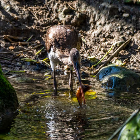 The Glossy ibis, Plegadis falcinellus is a wading bird in the ibis family Threskiornithidae.の写真素材