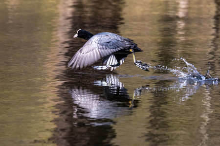 Eurasian coot, Fulica atra chasing each other by running across the water. Also known as the common coot, or Australian coot, is a member of the bird family, the Rallidae.の写真素材