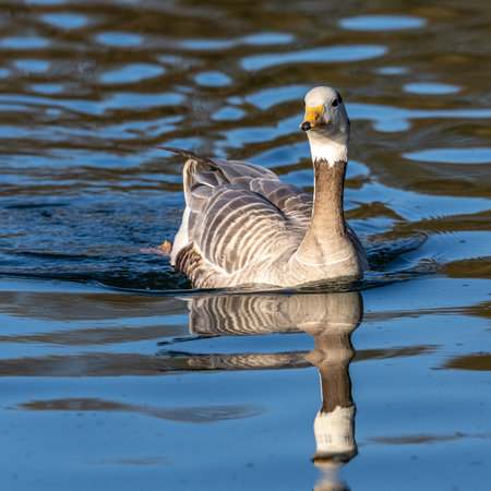 The bar-headed goose, Anser indicus is a goose that breeds in Central Asia in colonies of thousands near mountain lakes and winters in South Asia, as far south as peninsular India.の写真素材