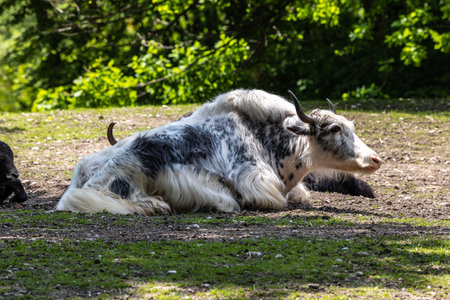 The domestic yak, Bos grunniens is a long-haired domesticated bovid found throughout the Himalayan region of the Indian subcontinent, the Tibetan Plateau and as far north as Mongolia and Russia.の写真素材