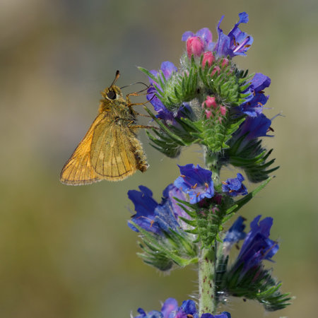 Lulworth skipper, Thymelicus acteon foraging on a flower at a meadow called Panzerwiese at Munich, Germanyの写真素材