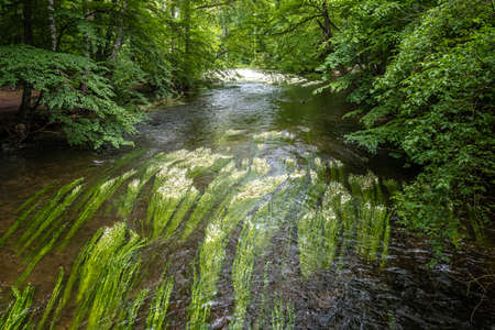 Flowering plant of the river water-crowfoot, Ranunculus fluitans in river Wuerm, Leutstetten near...