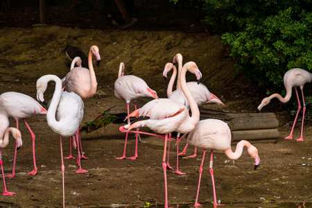 Caribbean flamingo, Phoenicopterus roseus in Jerez de la Frontera, Andalusia in Spainの写真素材