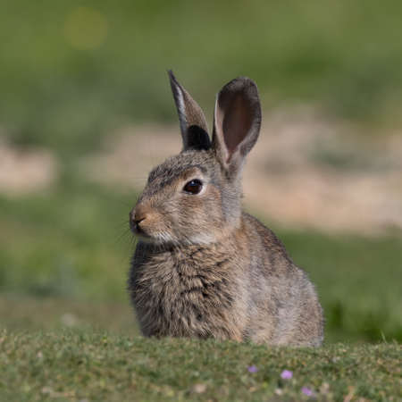 European rabbit, Common rabbit, Bunny, Oryctolagus cuniculus sitting on a meadow at Munich Panzerwieseの写真素材
