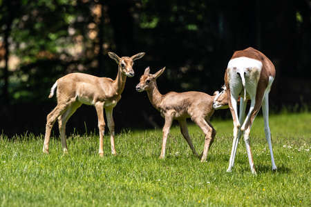 A young baby nyala. Tragelaphus angasii is a spiral-horned antelope native to Southern Africa. It is a species of the family Bovidae and genus Nyala, also considered to be in the genus Tragelaphus.の写真素材