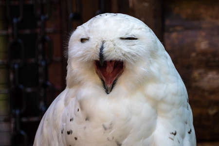 The Snowy Owl, Bubo scandiacus is a large, white owl of the typical owl family. Snowy owls are native to Arctic regions in North America and Eurasia.の写真素材