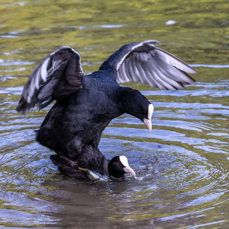 The Eurasian coot, Fulica atra, also known as the common coot, or Australian coot, is a member of...