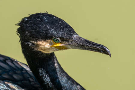 The great cormorant, Phalacrocorax carbo known as the great black cormorant across the Northern...