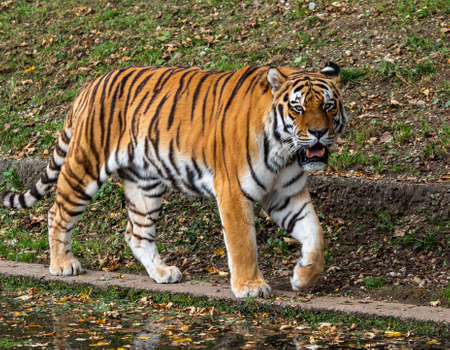 The Siberian tiger,Panthera tigris altaica is the biggest cat in the worldの写真素材
