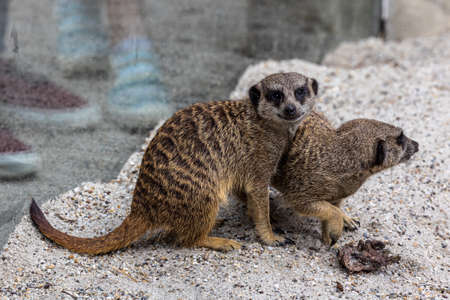Meerkat, Suricata suricatta hopping around and fighting each other.の写真素材