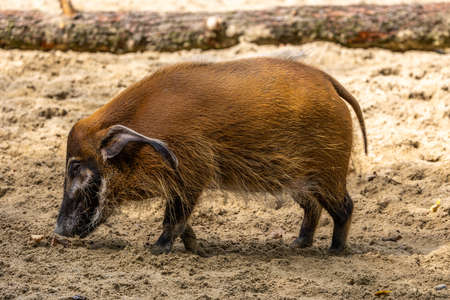 Red river hog, Potamochoerus porcus, also known as the bush pig. This pig has an acute sense of smell to locate food underground.の写真素材