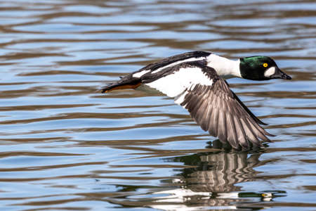 The mallard, Anas platyrhynchos is a dabbling duck. Here flying in the air over a lake in Munich,...