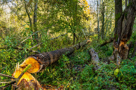 Autumnal atmosphere in the forest along the River Isar in Ismaning, Munich, Bavaria in Germany,...