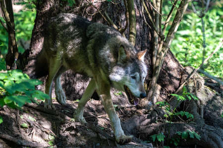 The wolf, Canis lupus, also known as the grey wolf or timber wolf is a canine native to the wilderness and remote areas of Eurasia and North America.の写真素材