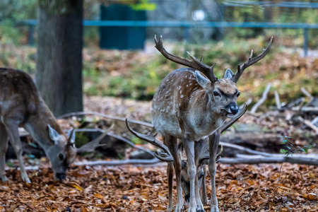 The fallow deer, Dama mesopotamica is a ruminant mammal belonging to the family Cervidae.の写真素材