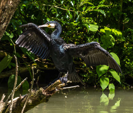 The great cormorant, Phalacrocorax carbo known as the great black cormorant across the Northern Hemisphere, the black cormorant in Australia and the black shag further south in New Zealandの写真素材