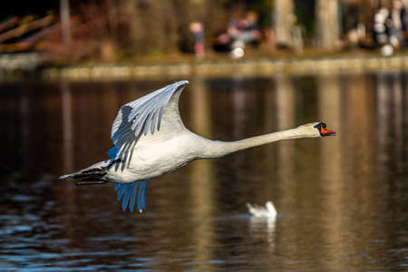 The Mute swan, Cygnus olor is a species of swan and a member of the waterfowl family Anatidae.の写真素材