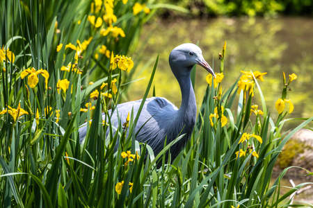 The Blue Crane, Grus paradisea, is an endangered bird specie endemic to Southern Africa. It is the national bird of South Africaの写真素材