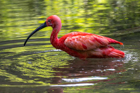 The Scarlet ibis, Eudocimus ruber is a species of ibis in the bird family Threskiornithidae. It...