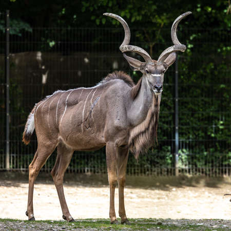 Greater kudu, Tragelaphus strepsiceros is a woodland antelope found throughout eastern and southern Africa.の写真素材