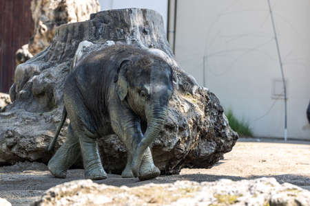 The Asian elephant, Elephas maximus also called Asiatic elephant, is the only living species of the genus Elephas and is distributed in the Indian subcontinent and Southeast Asiaの写真素材