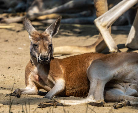 The red kangaroo, Macropus rufus is the largest of all kangaroos, the largest terrestrial mammal native to Australia, and the largest extant marsupial.の写真素材