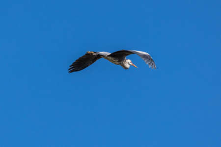 Grey Heron or Ardea cinerea. Single Grey Heron in flight. This is a long-legged predatory wading...