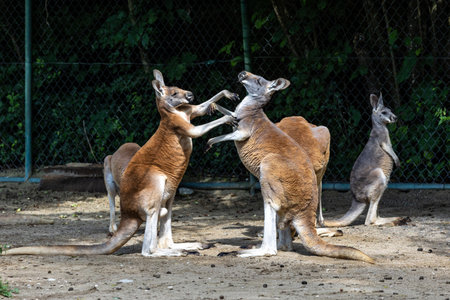 The red kangaroo, Macropus rufus is the largest of all kangaroos, the largest terrestrial mammal native to Australia, and the largest extant marsupial.の写真素材