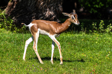 Dama gazelle, Gazella dama mhorr or mhorr gazelle is a species of gazelle. lives in Africa in the Sahara desert and the Sahel and browses on desert shrubs and acaciaの写真素材