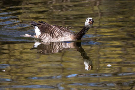 Barnacle goose, Branta leucopsis at a lake near Munich in Germany. It belongs to the genus Branta of black geese, which contains species with largely black plumageの写真素材