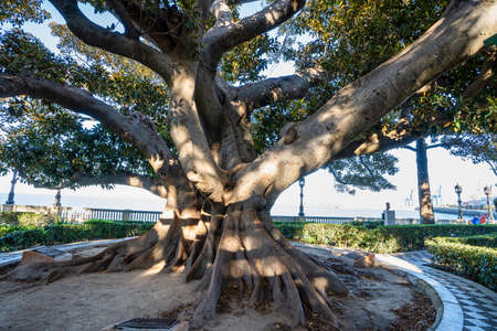 Alameda de Apodaca, a public park and an example of the eclectic style of Regionalism in Cadiz, with giant Ficus trees and a bench decorated with Seville ceramic tiles. Andalucia, Spain.の写真素材