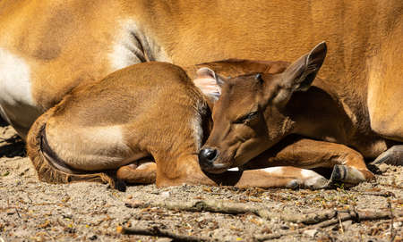 Banteng, Bos javanicus or Red Bull. It is a type of wild cattle But there are key characteristics that are different from cattle and bison: a white band bottom in both males and females.の写真素材