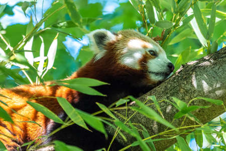 The red panda, Ailurus fulgens, also called the lesser panda and the red cat-bear.の写真素材