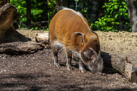 Red river hog, Potamochoerus porcus, also known as the bush pig. This pig has an acute sense of smell to locate food underground.の写真素材