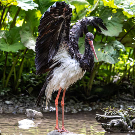 The Black stork, Ciconia nigra is a large bird in the stork family Ciconiidae.の写真素材
